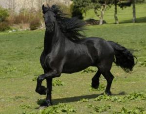Black horse
